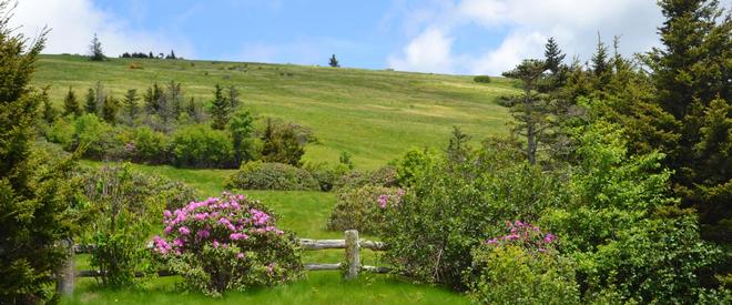 Roan Mountain State Park featured park photo