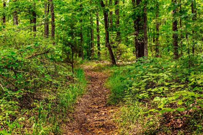 Devil's Backbone State Park featured park photo